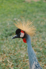 The crowned crane. A beautiful bird with a crest, long beak, and interesting coloring in nature