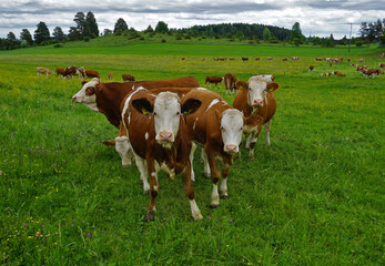 Fototapeta na wymiar Weidende Rinder, Kuhherde, Grazing cattle, herd of cows,