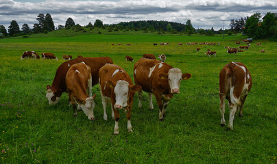 Fototapeta na wymiar Weidende Rinder, Kuhherde, Grazing cattle, herd of cows,