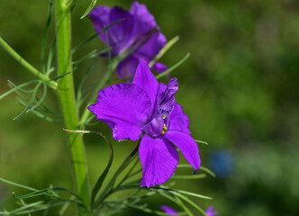 Rittersporn; Gew&ouml;hnlicher Feldrittersporn; Consolida regalis; Acker-Rittersporn; field larkspur; forking larkspur;