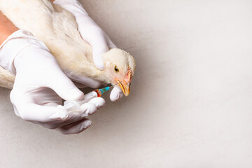 Hands of female veterinarian in white gloves with a syringe and white Leghorn chicken on grey background with copy space. Treatment of chickens for bird flu, infectious bronchitis, bronchopneumonia - obrazy, fototapety, plakaty