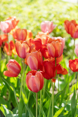 beautiful red and pink tulip flowers in garden