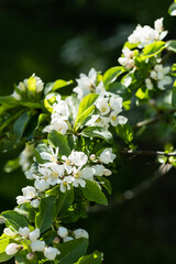 Fototapeta premium beautiful white apple blossom in spring garden