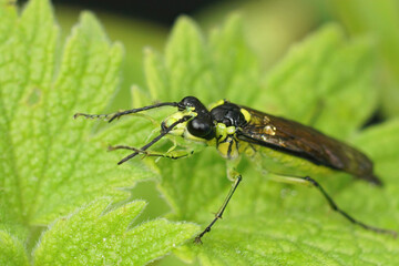 Closeup on a colorful green sawfly,Tenthredo mesomela on a green geranium leaf