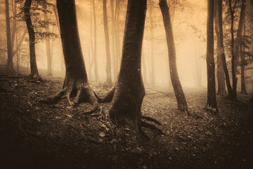 trees in fog in dark woods