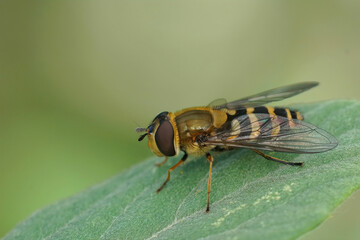 Detailed closeup on a Common banded hoverfly , Syrphus ribesii, sitting on a green leaf
