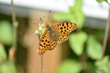 Hermosa mariposa Sofía ( issoria lathonia) con alas desplegadas sobre una flor de salvia con fondo difuminado (macro)