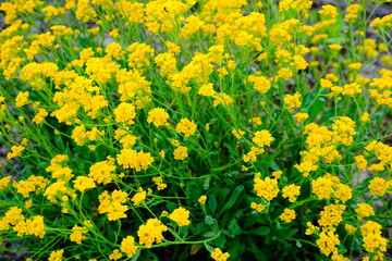 Smagliczka skalna żółty kwiat wiosna skalniak  - obrazy, fototapety, plakaty