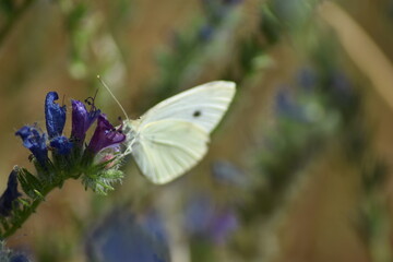 Bella maripospa blanca (pieris rapae) libando sobre una flor malva con fondo difuminado (macro)