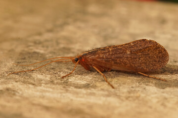Closeup on a large brown caddisfly, Stenophylax permistus, sitting on wood