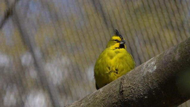 bird yellow cardinal in the zoo perched on a tree