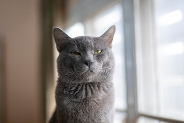 close up Korat silver blue cat sit near  window