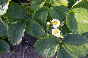 Blooming strawberry bush in garden. White strawberry flowers. Top view