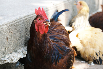 Hot rooster chicken bird on farm closeup during summer outside.