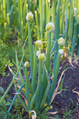 Fototapeta premium Blooming Welsh onion or Allium fistulosum in the vegetable garden. Russian dacha concept. Growing Japanese bunching onion on vegetable garden. Organic vegetables at the farmhouse. Selective focus