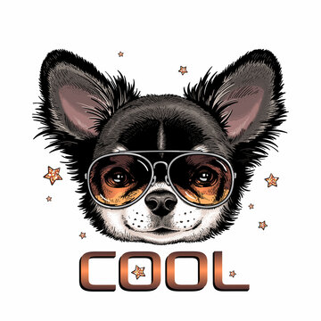 Cute chihuahua in sunglasses. Vector illustration in hand-drawn style . Image for printing on any surface