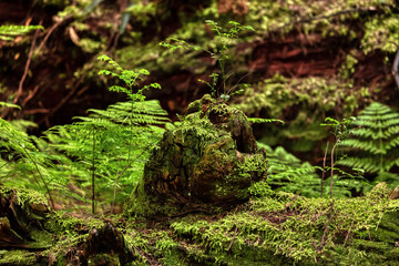 Tree Bark with moss. Close up background. British Columbia, Canada. Rainforest