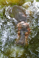 Fototapeta na wymiar The Big hippopotamus is float in river