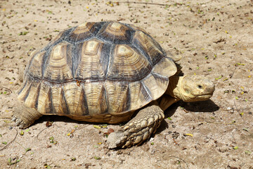 Sulcata tortoise in the garden at thailand