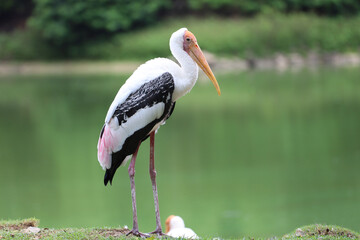 The Painted Stork bird (Mycteria leucocephala) in garden