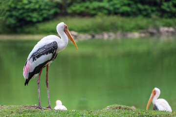 The Painted Stork bird (Mycteria leucocephala) in garden