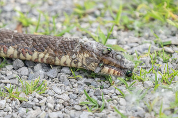 dead snake with flies on it is on the nature trail