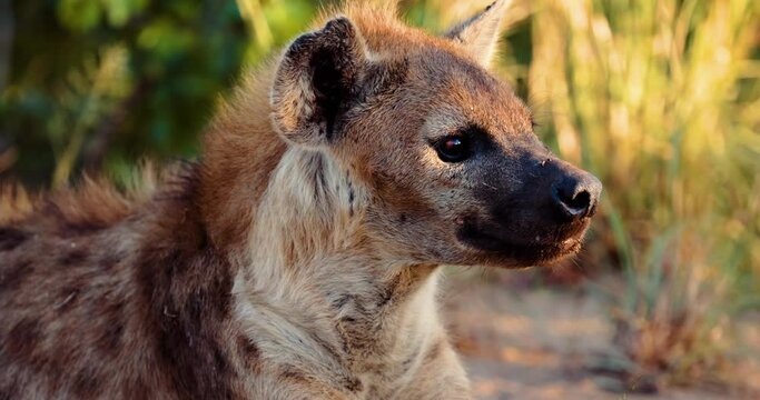 Matriarch Spotted Hyena Relaxing outside of the Den at sunset , African Safari