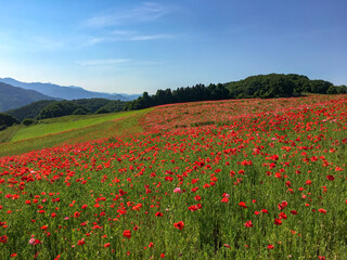 field of poppies