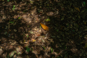 埼玉県久喜市　鷲宮神社　聖地　木漏れ日