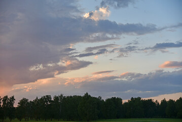 Evening forest horizon with thundery pink clouds