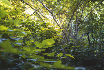 The sun shining thrue the tree's on a summers evening in a park.