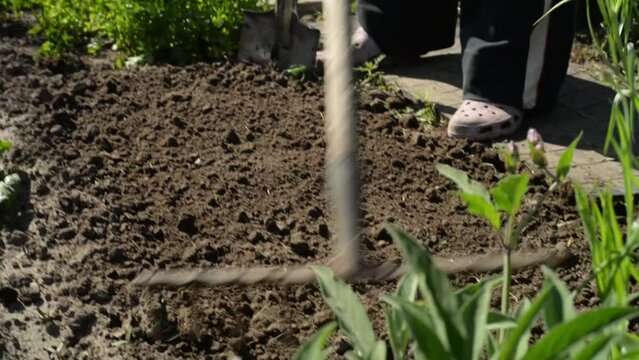 Farmer rakes his vegetable garden to plant organic lettuce. Sustainable lifestyle concept