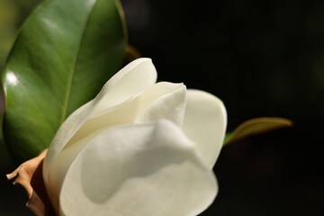 Fiore profumato di magnolia dalle delicate tonalità bianco e avorio, primo piano