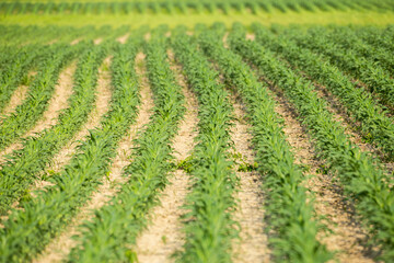 Fototapeta na wymiar Rows of young corn in a farm field, blurry foreground and background