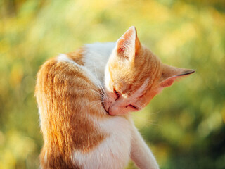 cute white orange kitten
