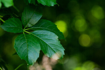 Fototapeta na wymiar creeper plant leaves in the foreground