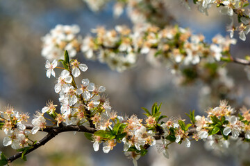 just blooming cherry blossoms