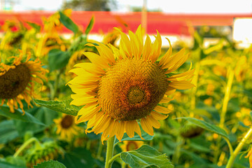 Sunflower garden