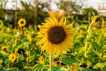 Sunflower garden
