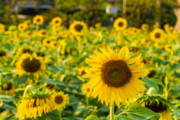 Sunflower garden