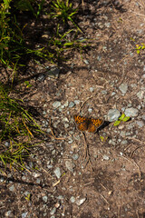 Orange butterfly with black dots sitting on ground with open wings
