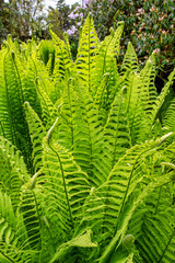 Green Ferns in a garden