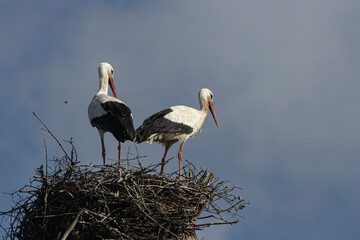 Couple of storks in the nest