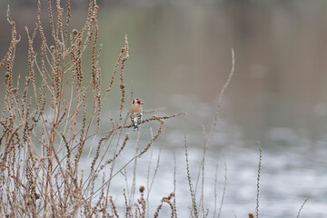 Lima river beautiful goldfinch