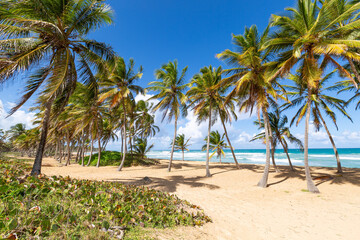 Naklejka na ściany i meble Beach scene with coconut palms