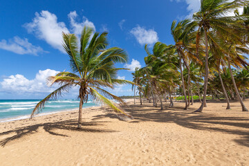 Beach scene with coconut palms