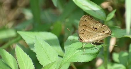 Close up of a beautifully patterned brown butterfly perched on a leaf