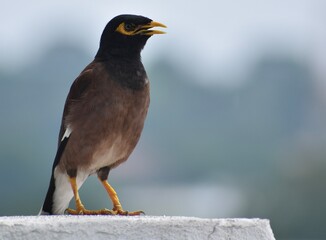 Myna bird perched on a white wall