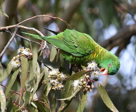 Beautiful Australian rosella feeding on a native tree