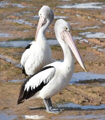 Fototapeta na wymiar Pelicans standing on a beach in Australia